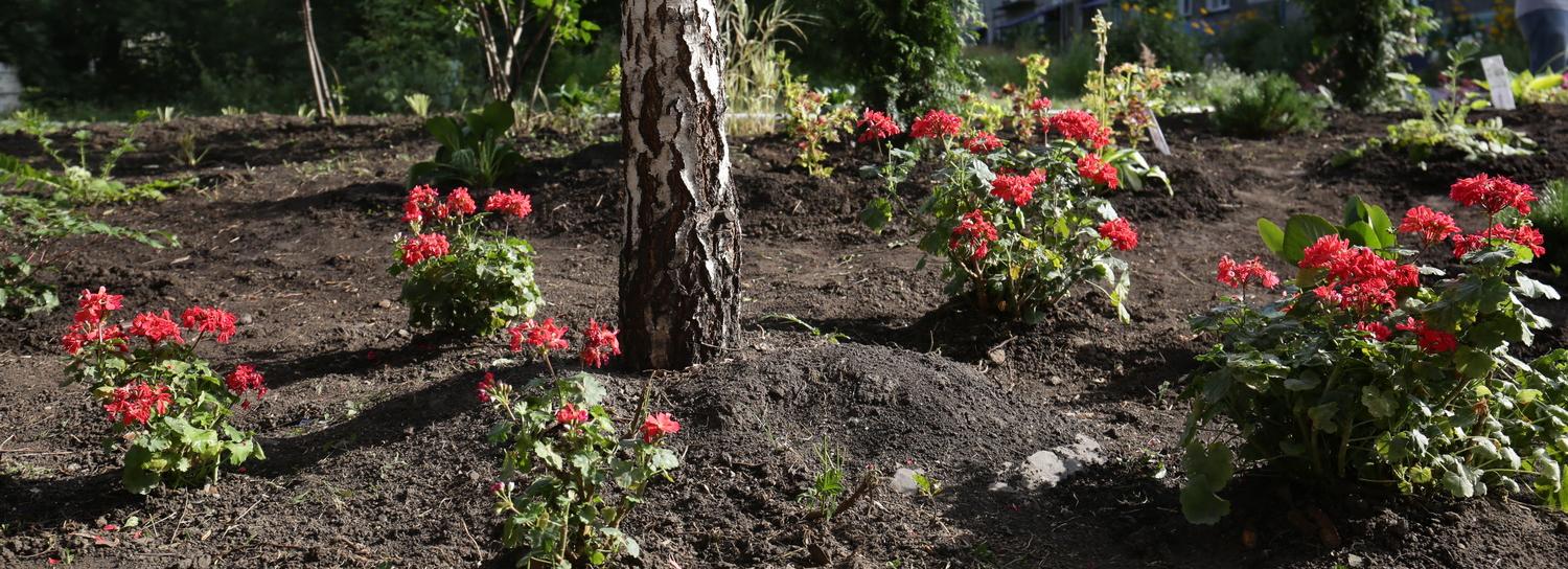 Цветочный город: в Новосибирске выберут самую красивую клумбу