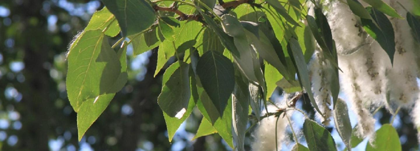 Парк с прудом, теплицами и солнечными часами откроют в Новосибирске