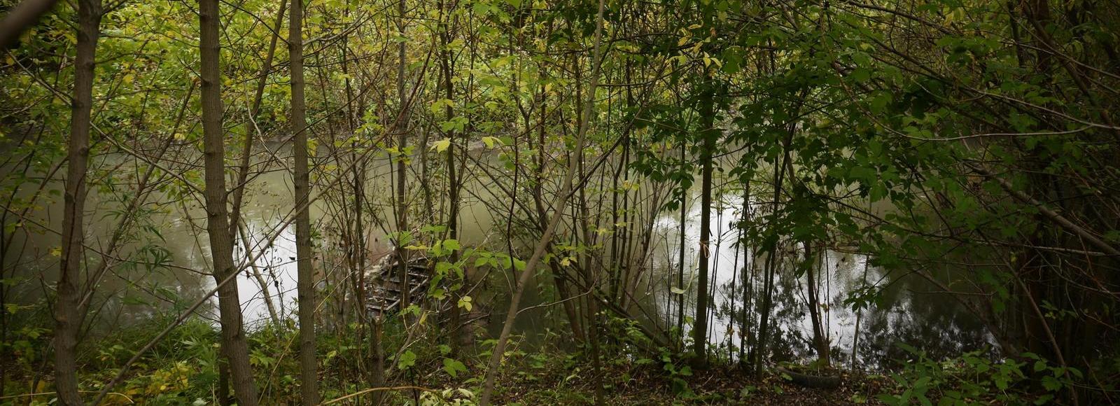 Уходящий под воду парк у Каменки попал в пилотный федеральный проект