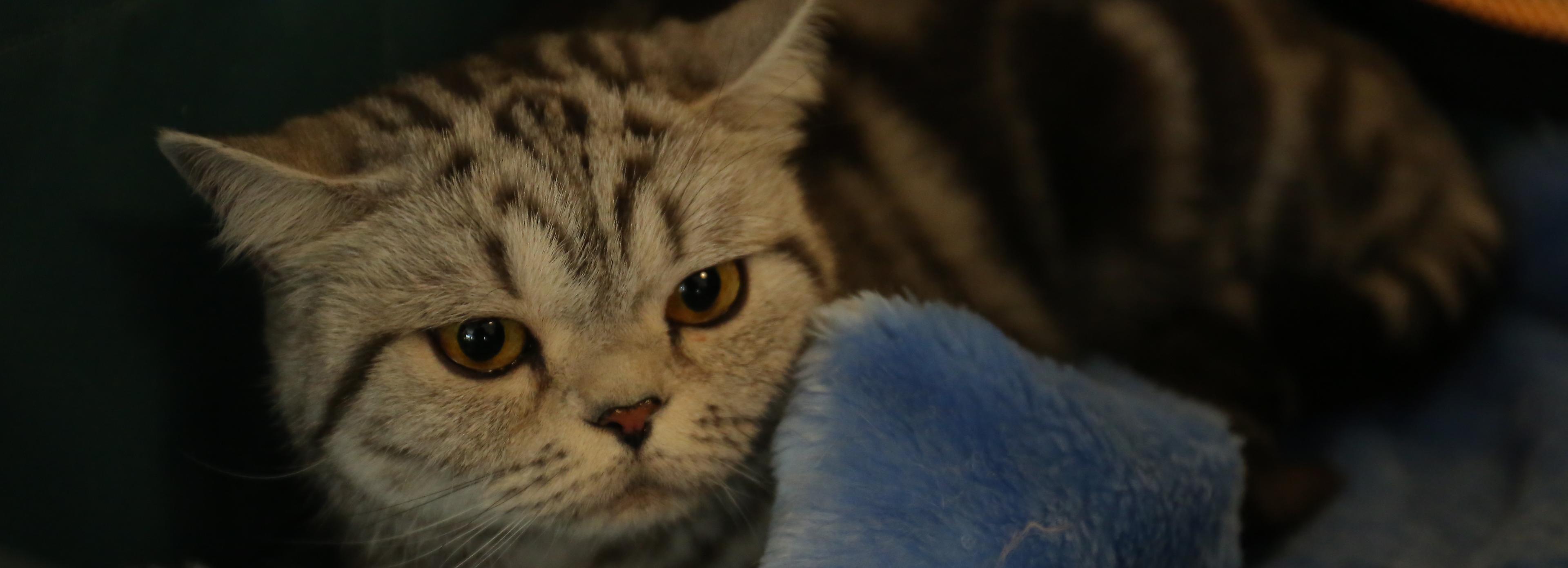 Суд обязал хозяек 70 кошек с улицы Есенина убраться в квартире