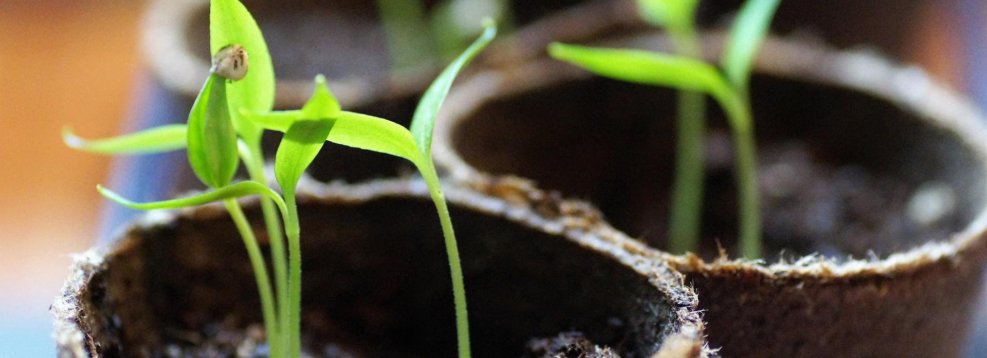 Семена, рассаду и саженцы будут продавать на ярмарке возле ДК Чкалова