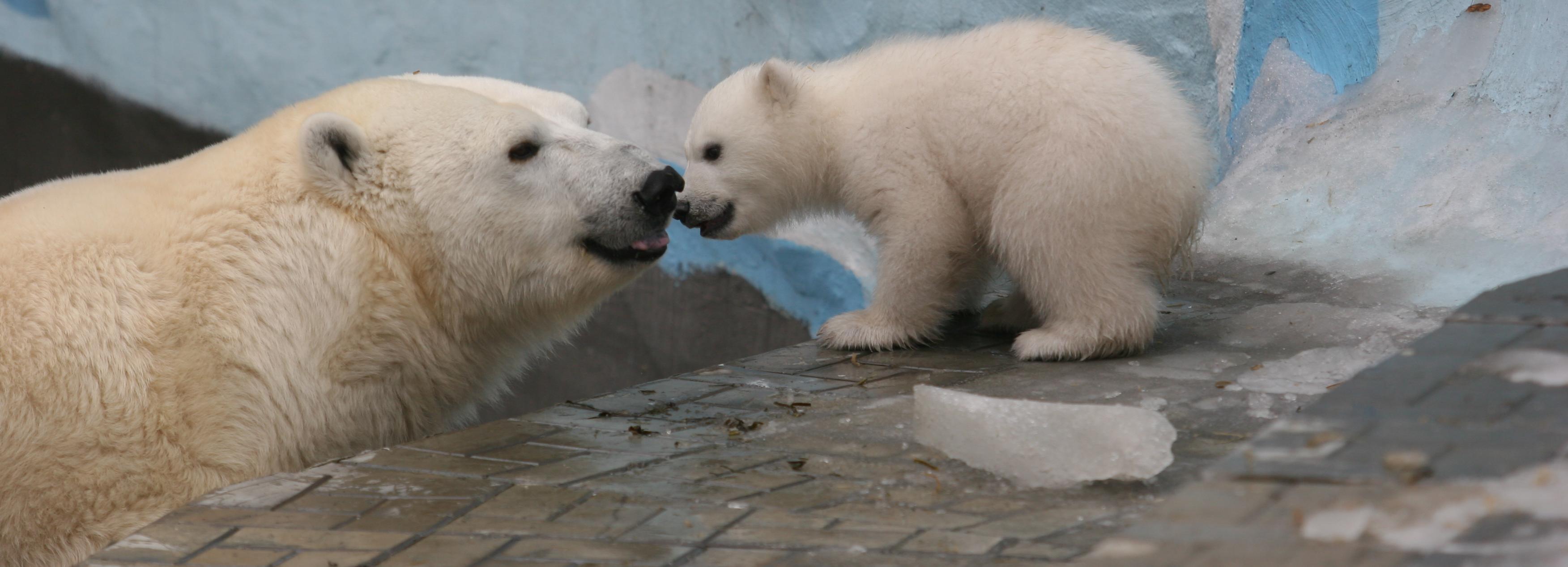 Мишкины детишки: полярные малыши копируют маму в Новосибирском зоопарке