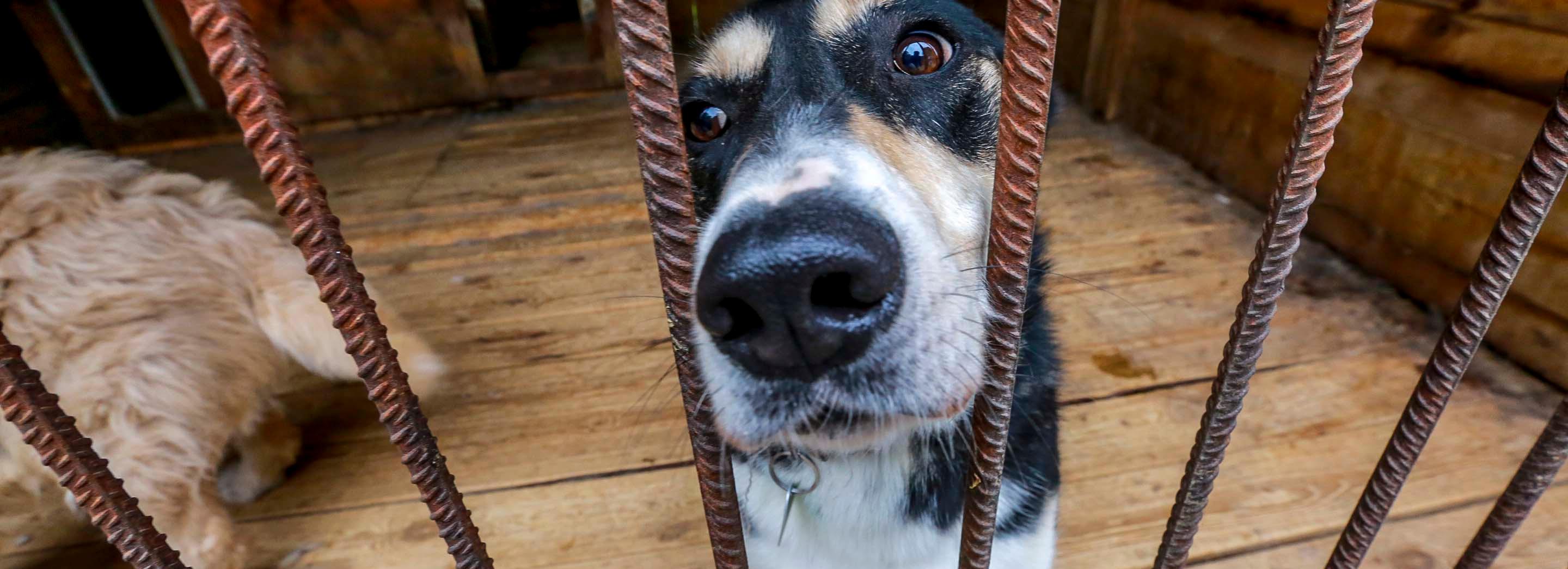 Приюты для животных смогут получать господдержку в Новосибирске
