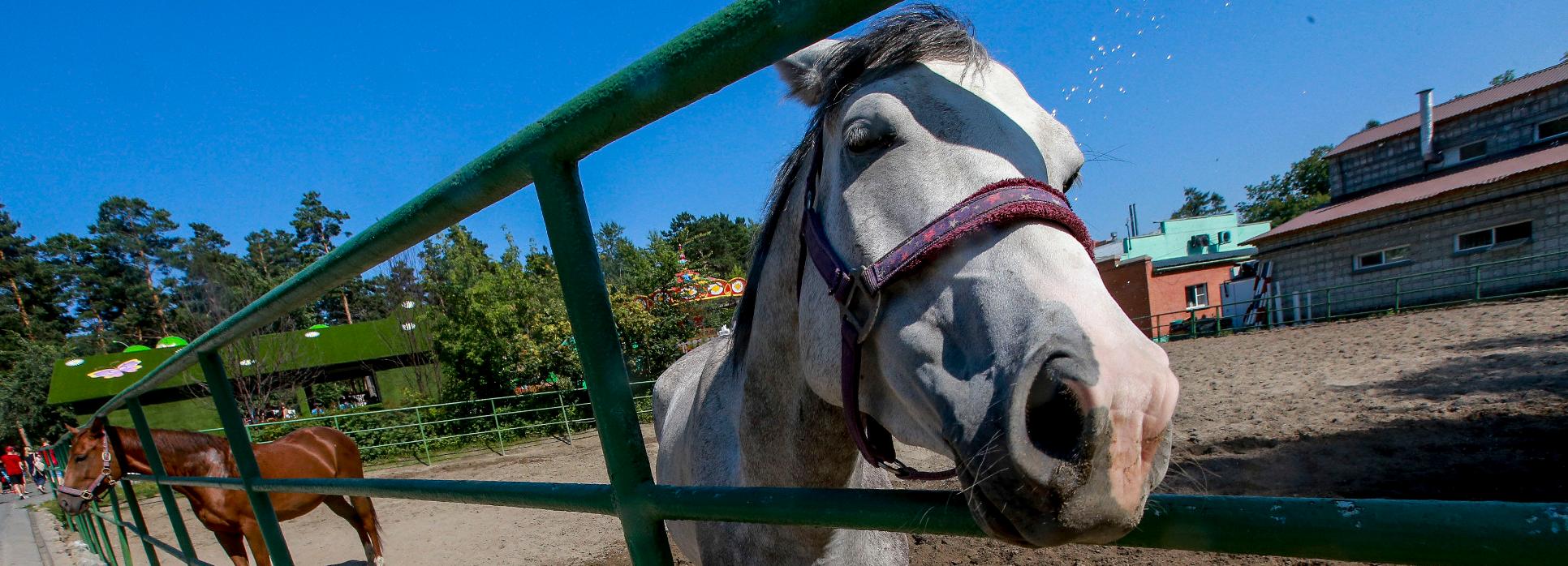 Новосибирский зоопарк откроет конюшни в Декаду пожилого человека