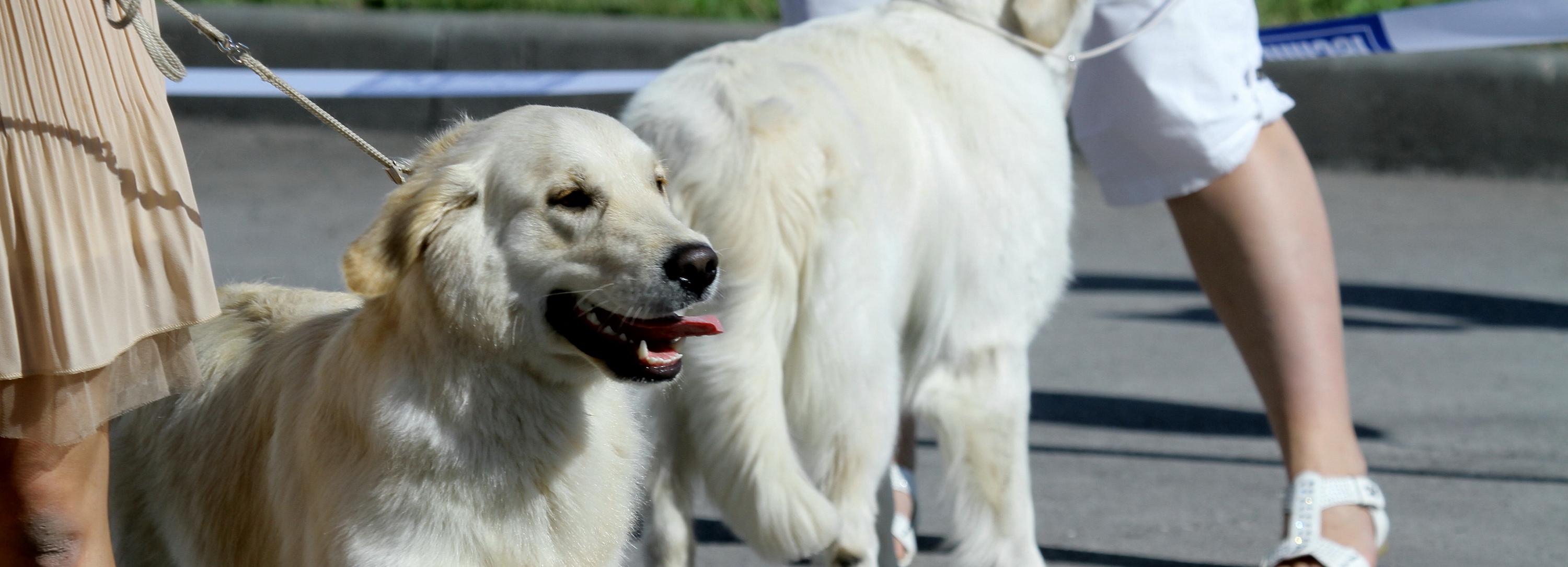 На карту Новосибирска нанесут любимые места собачников