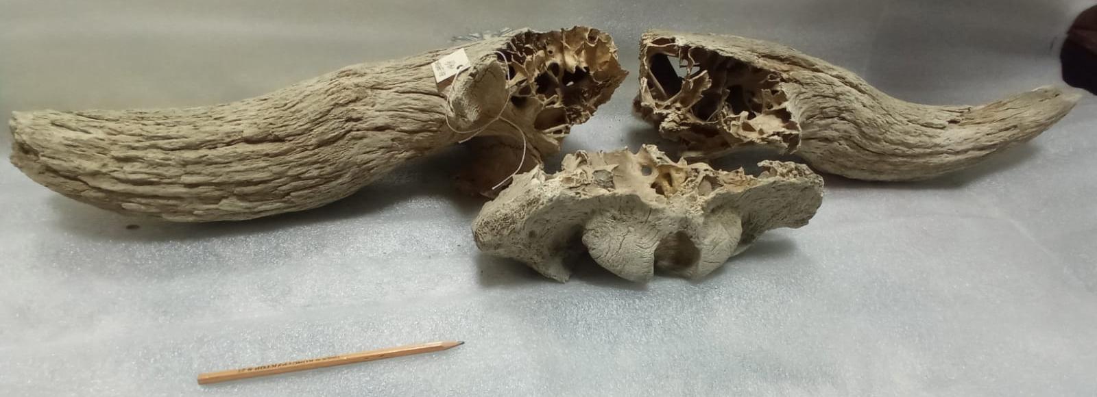 Кости 50-тысячелетнего бизона нашли в затопленном Бердске