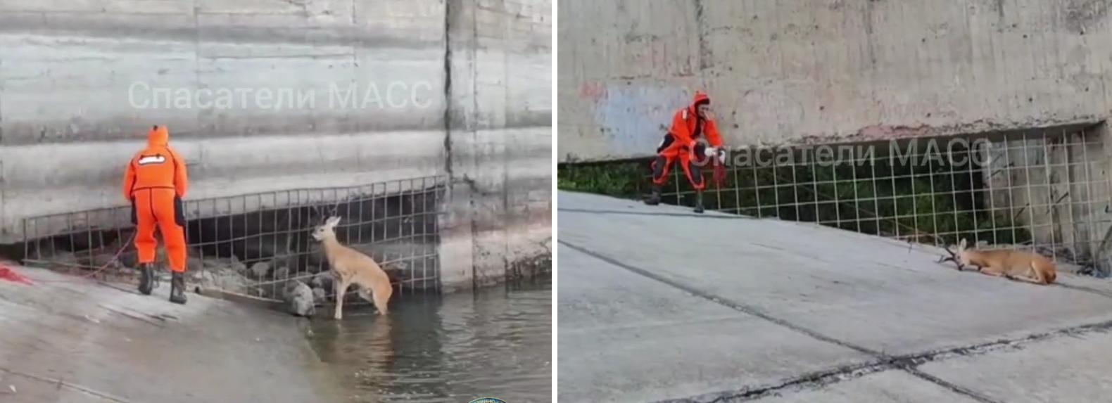 Спасатели выволокли из Оби ещё одну попавшую в бетонную ловушку косулю