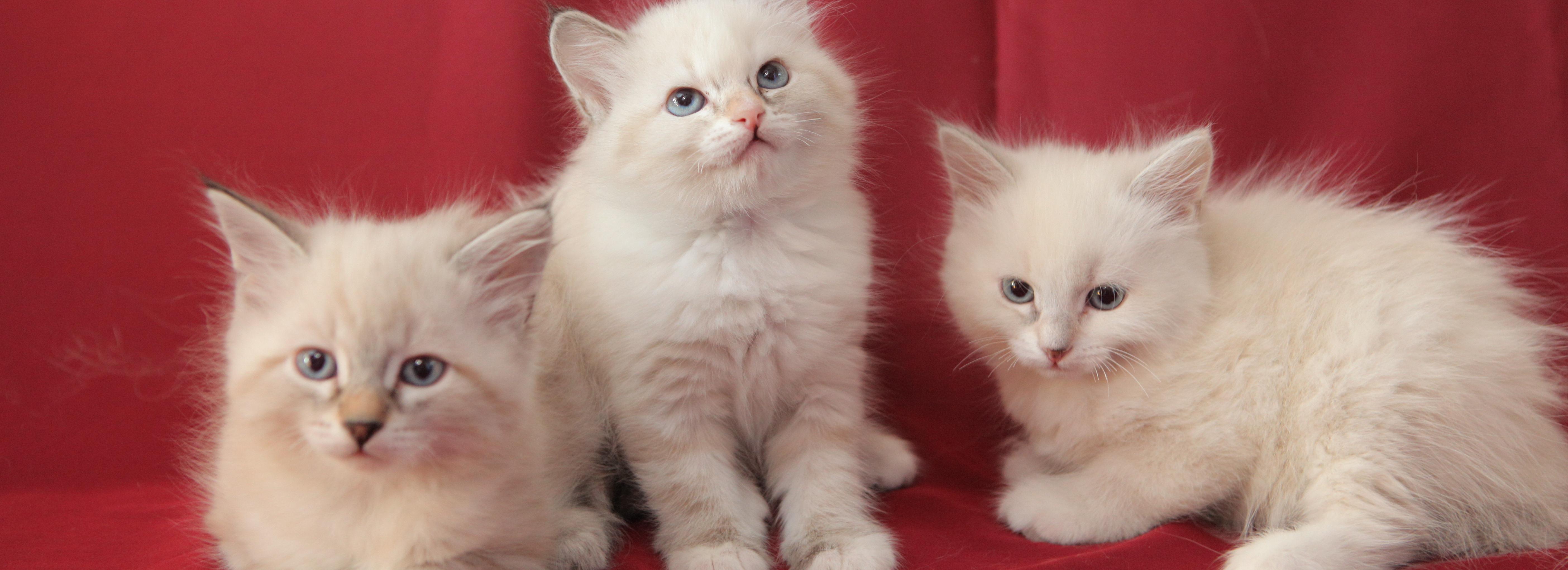 70 котов и 40 собак соберутся на фестивале в ожидании будущих хозяев