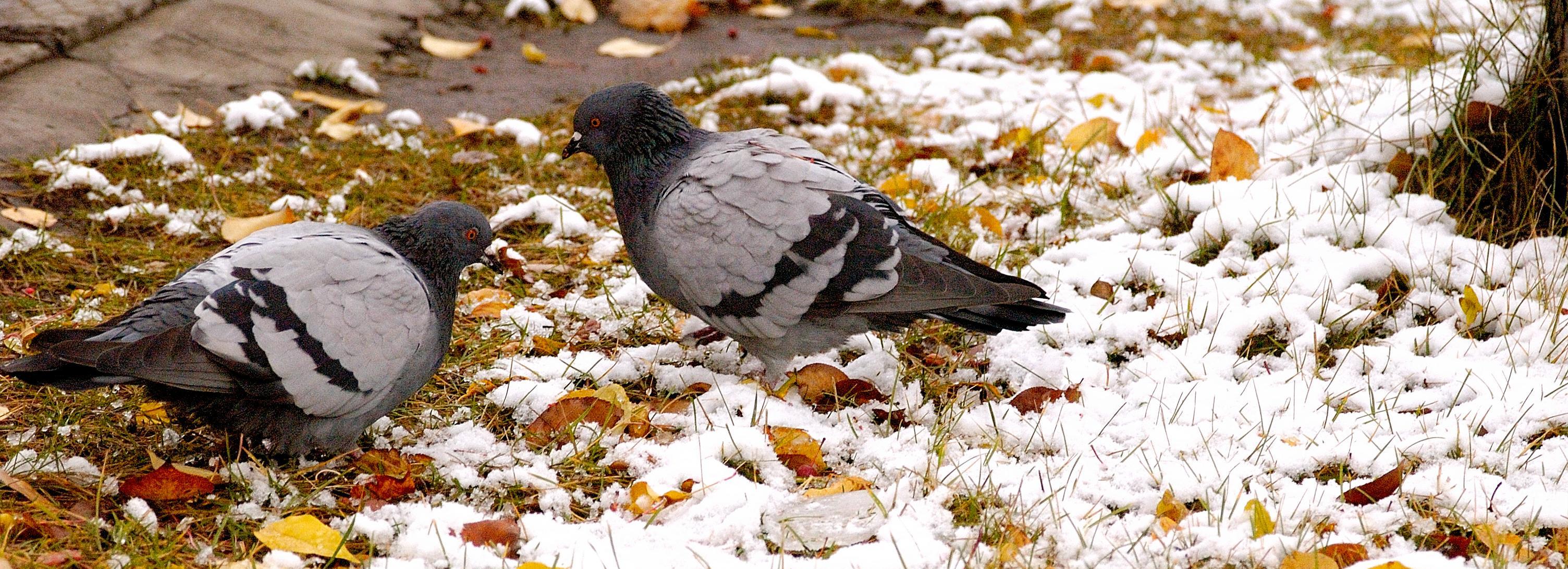 Мокрый снег и ветер обещает гидрометцентр на выходные в Новосибирске