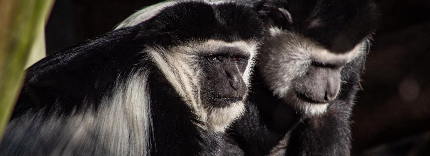 Четырёх искалеченных обезьянок отправили из Новосибирска в Таиланд