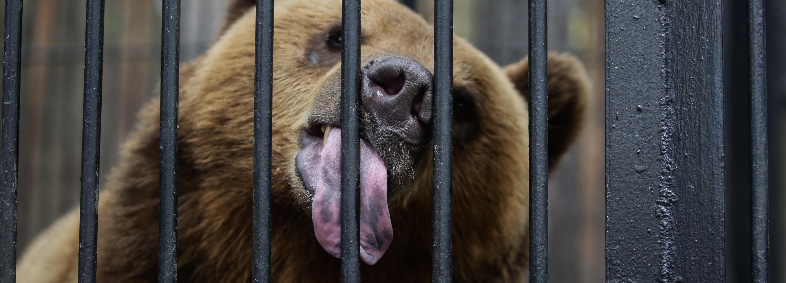 Если вы пропустили: особняк для мишек, закрытие пёсокафе и сын Буратино