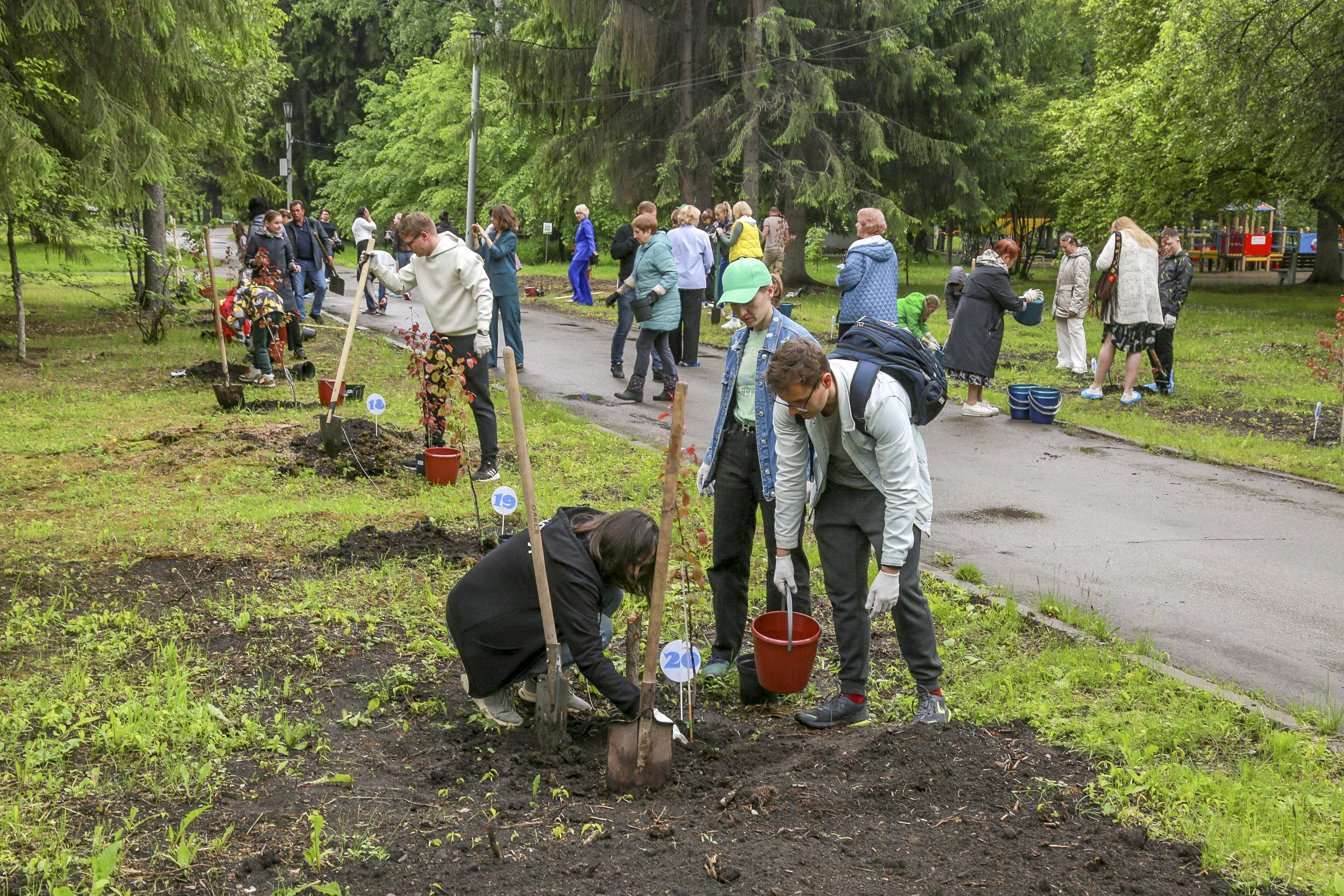 Аллею доброты и милосердия высадили соцработники в Новосибирске