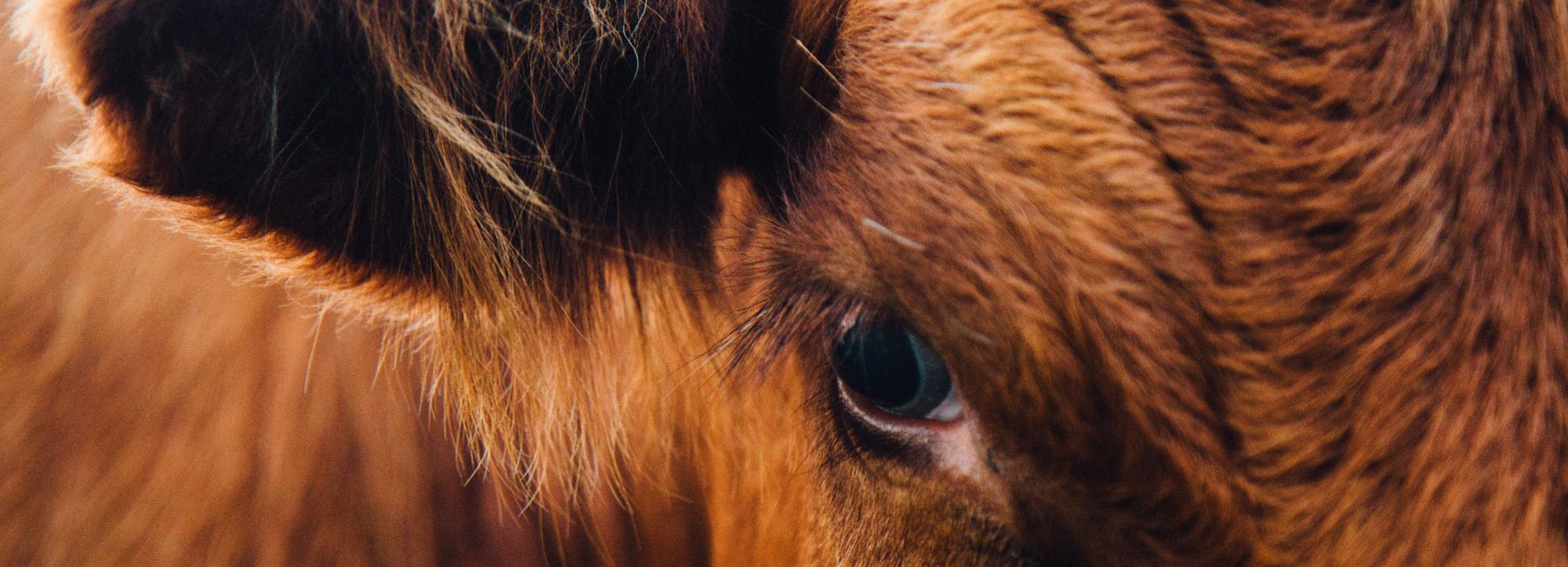 Карантин по бешенству ввели в селе Суздалка Новосибирской области