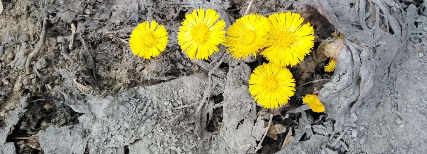 В Новосибирске расцвела мать-и-мачеха и проснулись бабочки