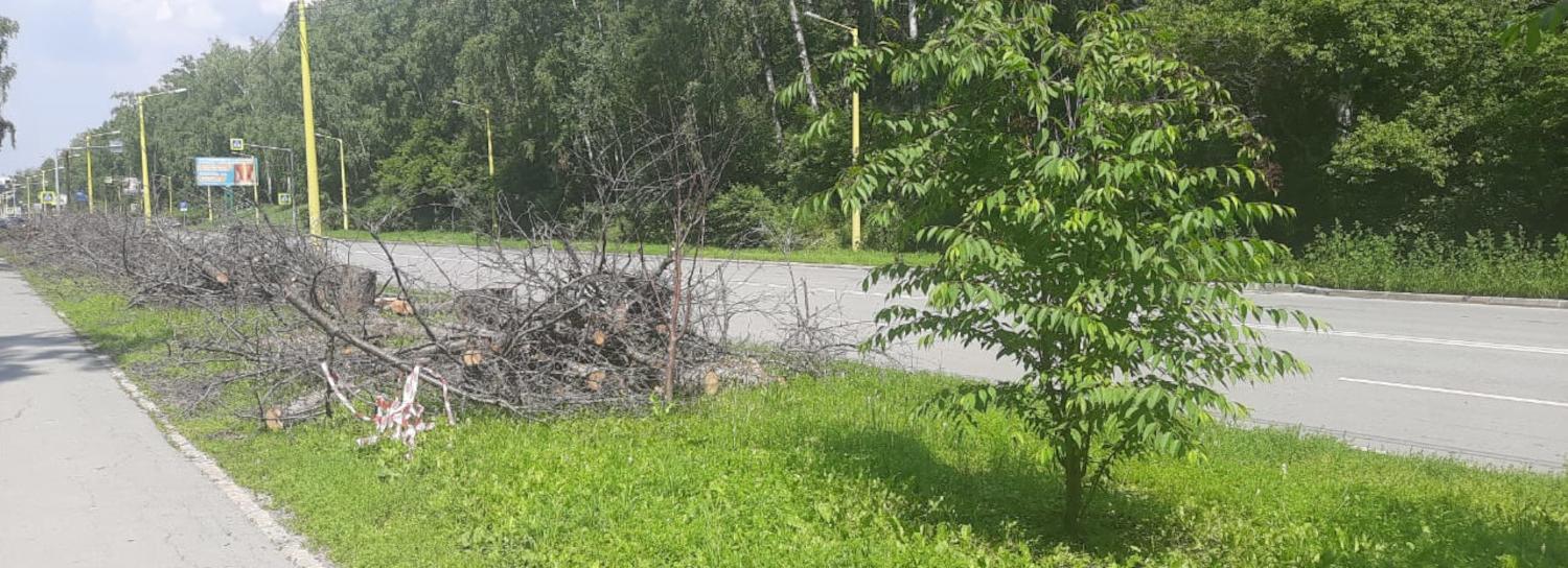 Улицу Ильича украсят новый газон и 68 молодых черёмух Маака