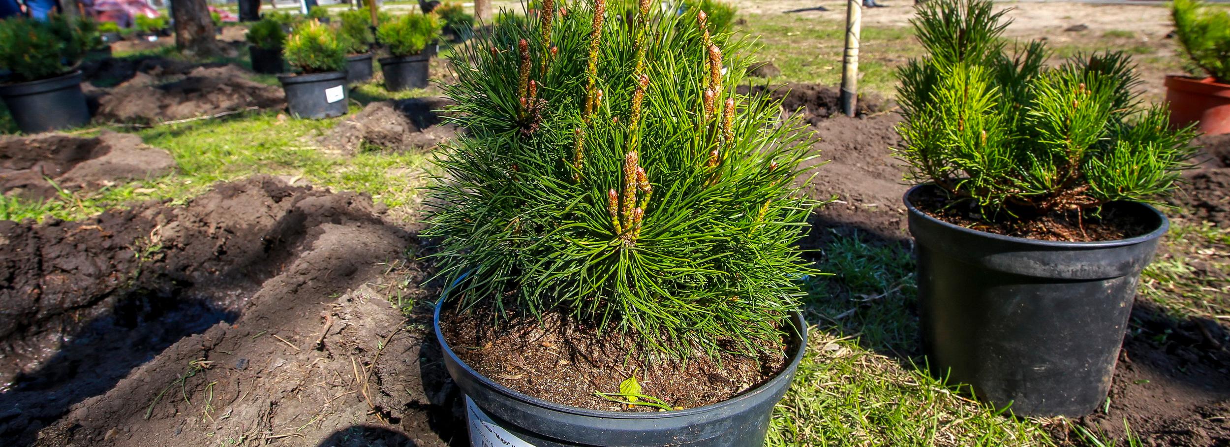 Новосибирцев зовут внести вклад в сохранение лесов