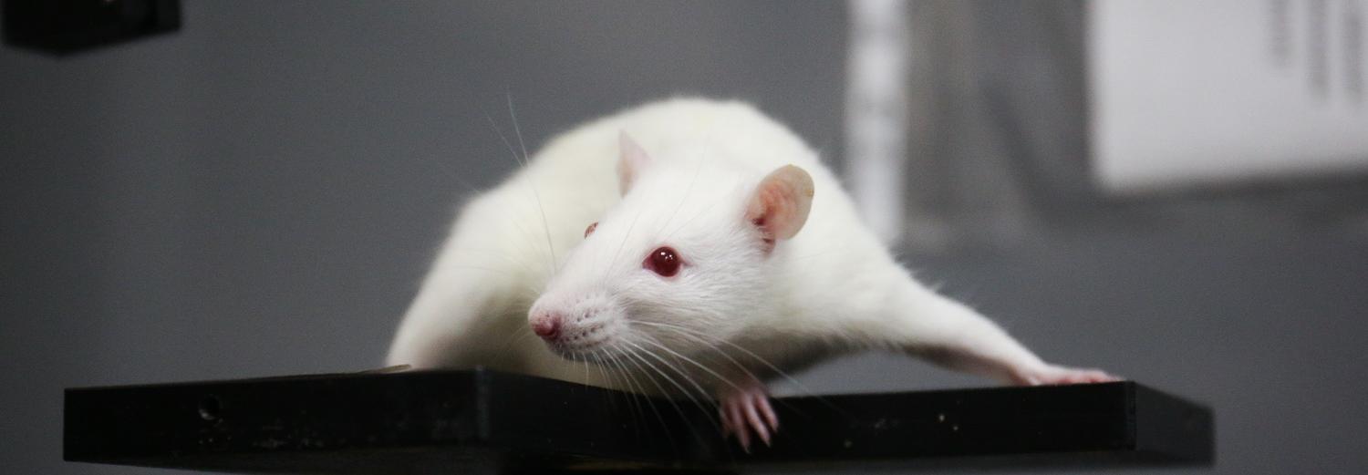 Реалити-шоу о создании мышей с COVID-19 запустили новосибирские учёные