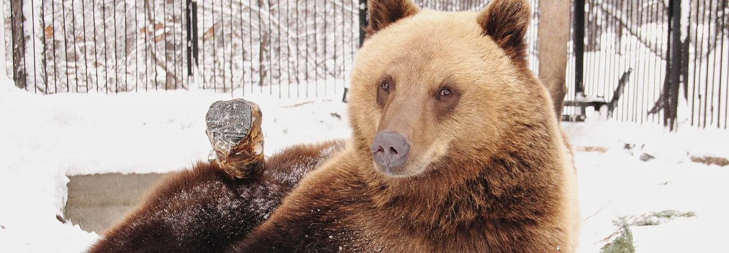 Спячка закончилась: звери выбрались из своих укрытий в новосибирском зоопарке