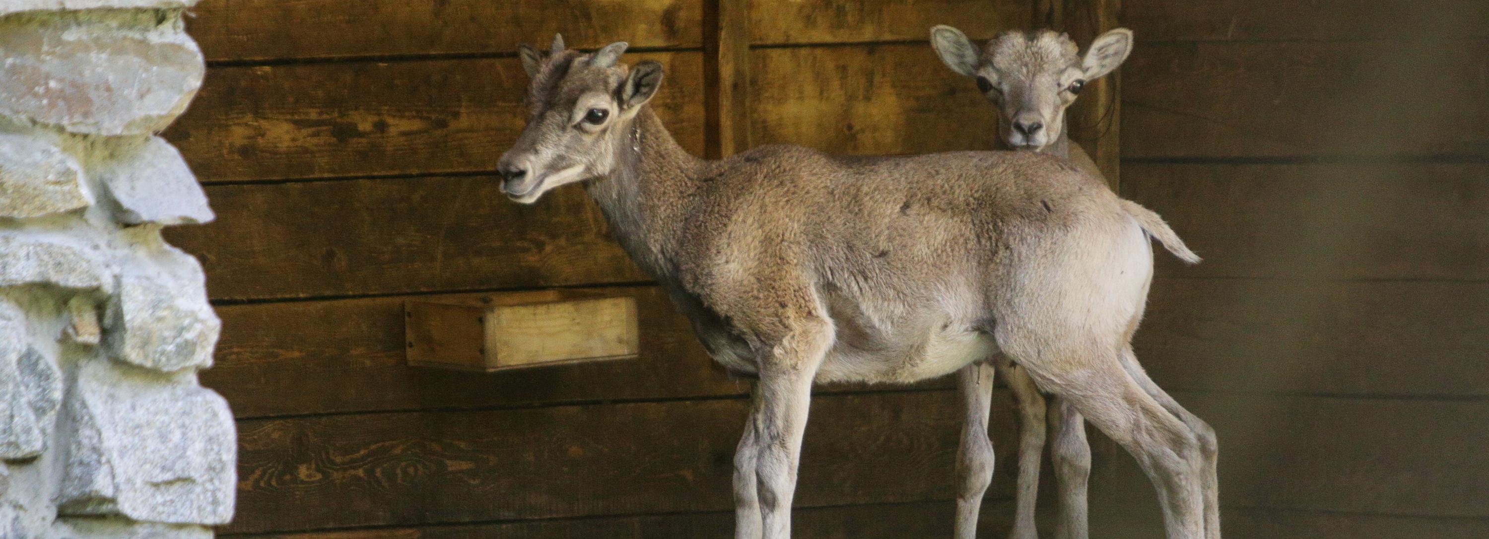 Маленькие волчата и барашки умиляют посетителей зоопарка