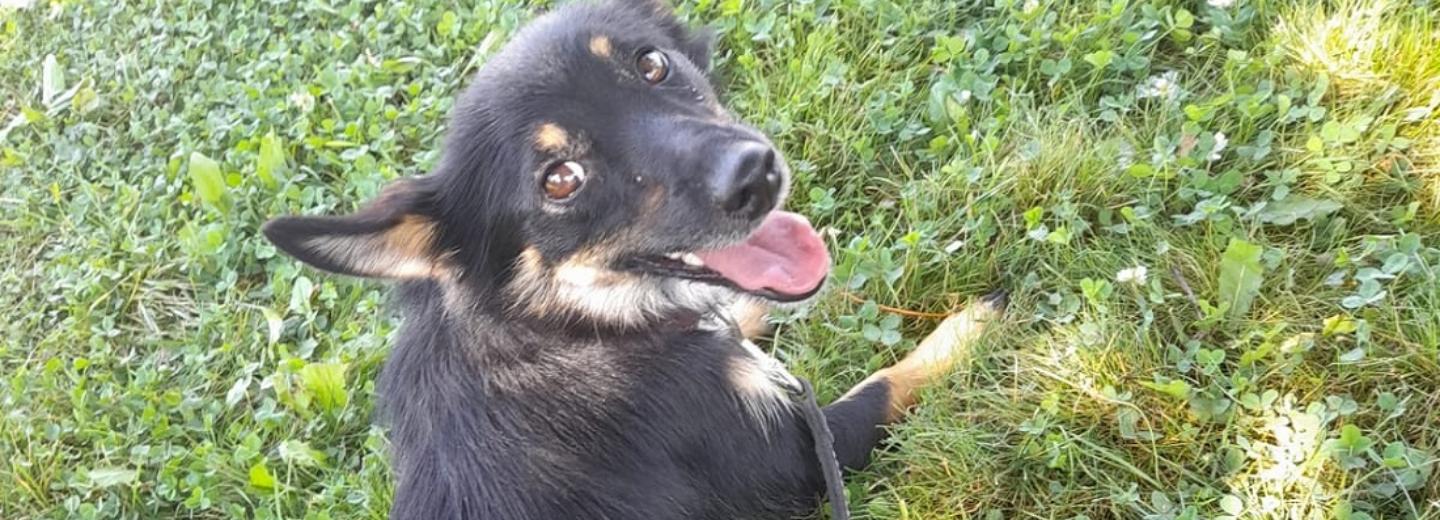 «Боня дома!»: сбежавшую дворняжку нашли и отправили на Сахалин