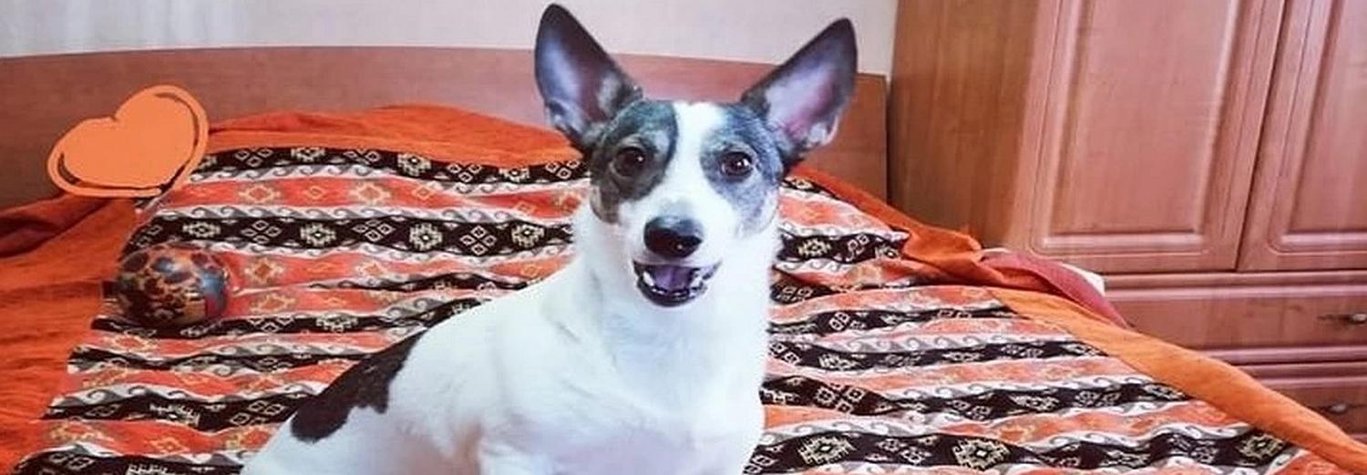 Собачке, хозяйка которой умирает от рака, ищут новую семью в Новосибирске