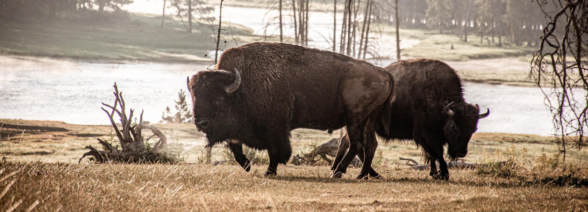 Стадо бизонов из Европы направляется в Новосибирск