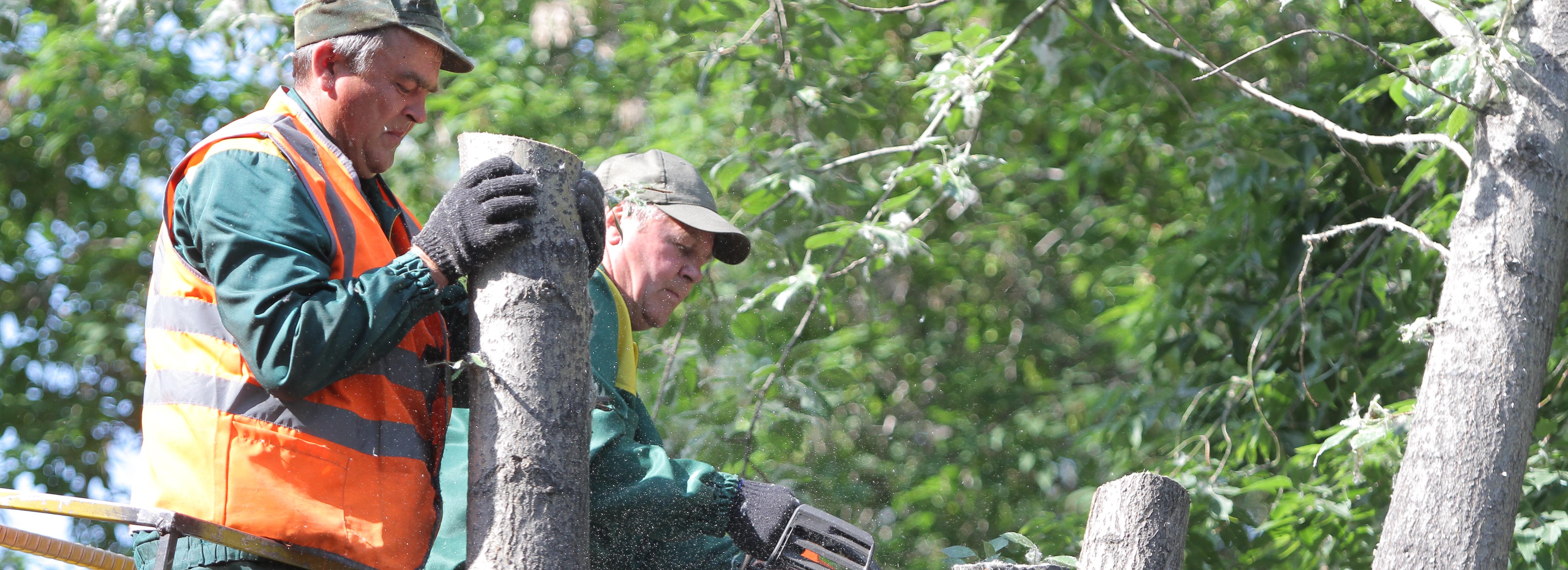 Для чего в городе обрезают деревья — рассказываем в картинках