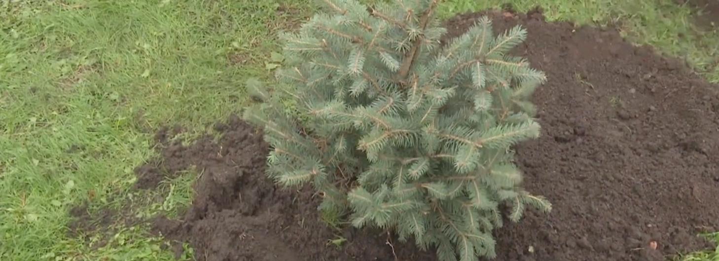 Голубые ели высадили в память об узниках Бухенвальда в Новосибирске