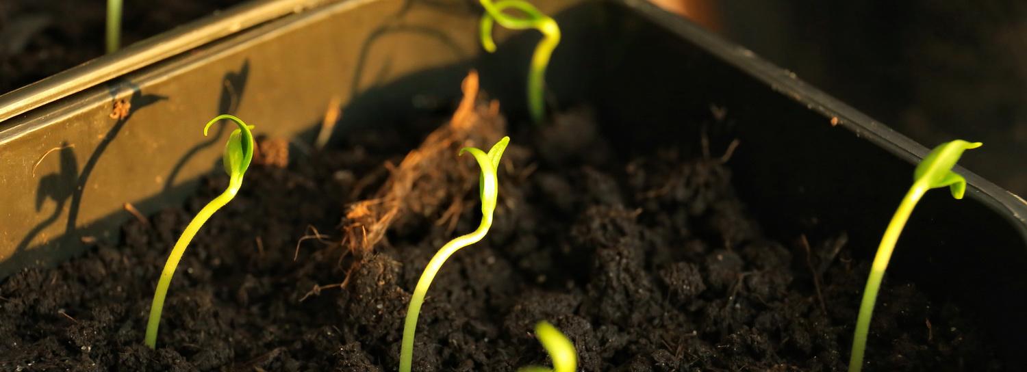 Компост под микроскопом изучают школьники в ДДТ имени Дубинина