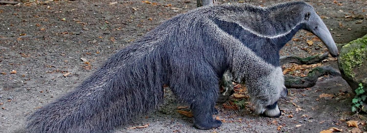 Если вы пропустили: безмасочный режим, новая буква «М» и малыш-муравьед