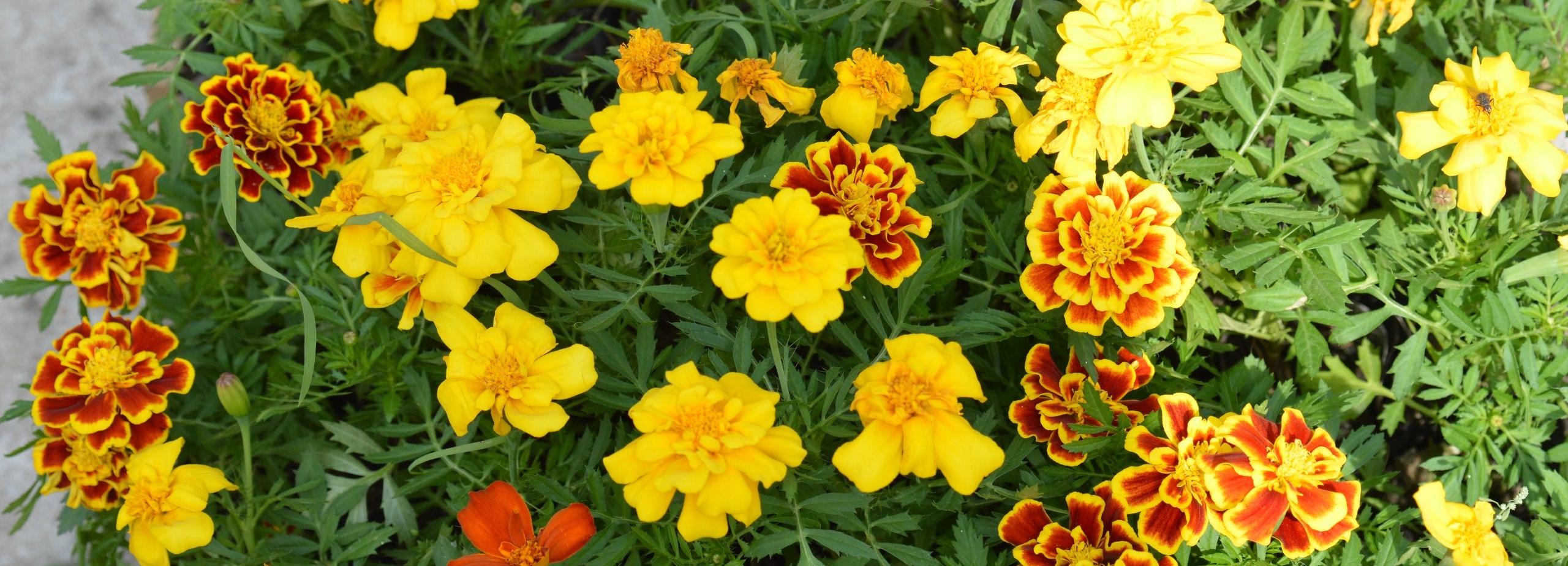 Клумбу с бархатцами высадили возле сквера с муралом на Забайкальской