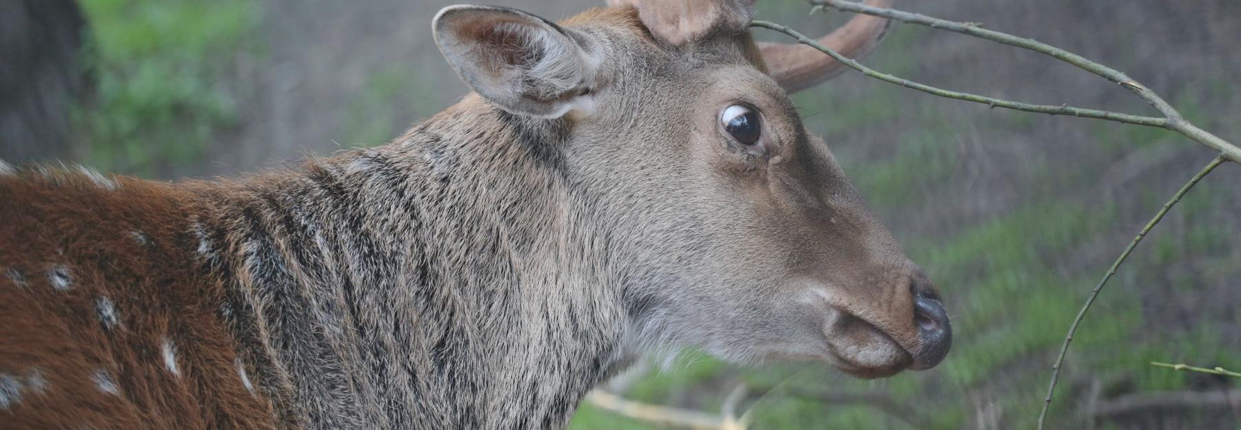 Если вы пропустили: награда городу, матрёшка с волосок и лоси в кадре
