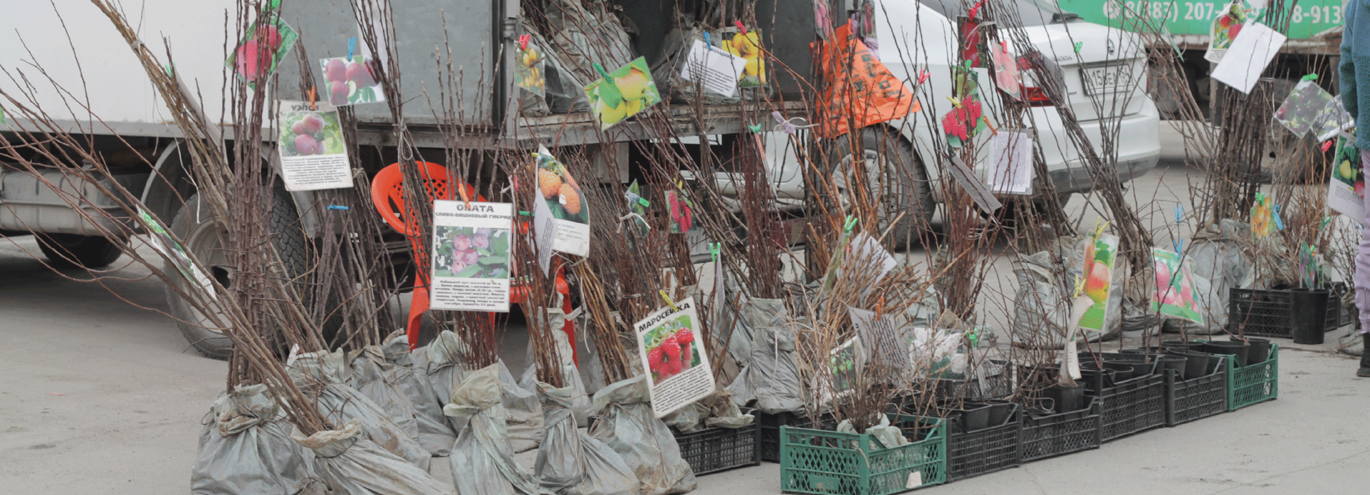 Из-за тёплой погоды саженцы и семена привезут на ярмарку в Новосибирске