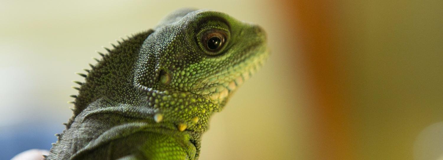 Корм для тритонов и гекконов на замену импортному создают в Новосибирске