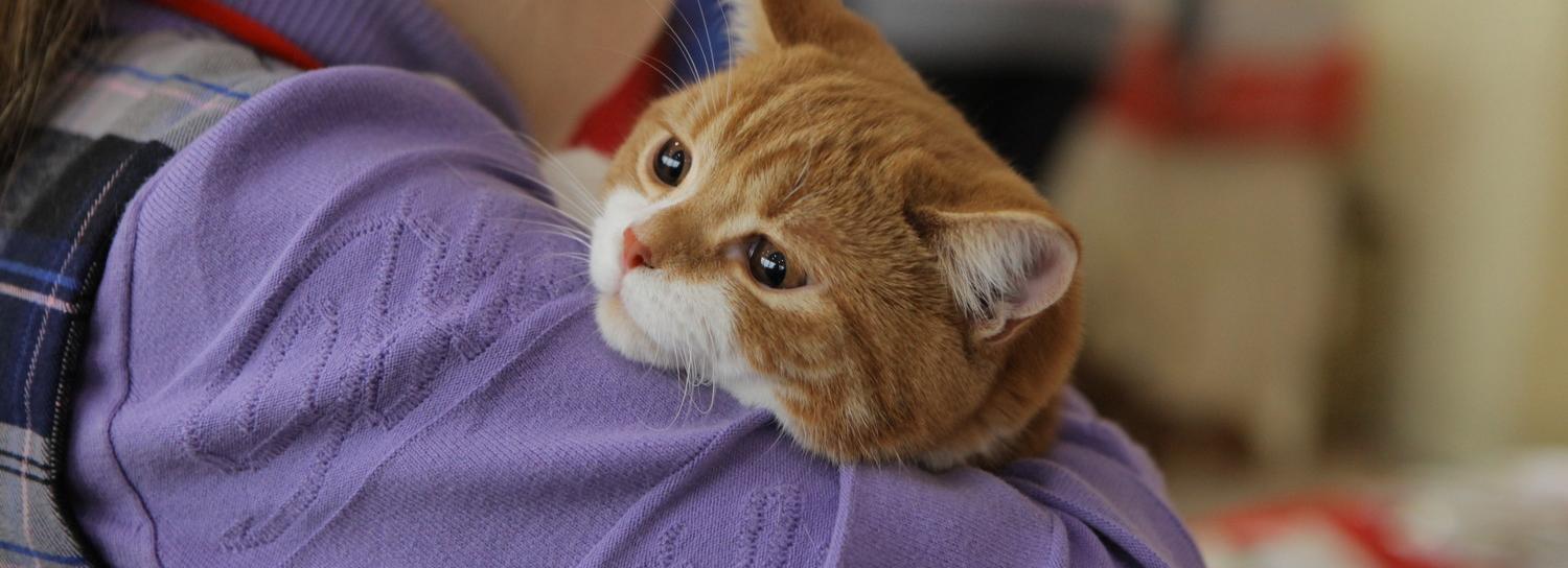 Приют «Кошкино лукошко»: «Сейчас даже суперкотёночку тяжело найти дом»