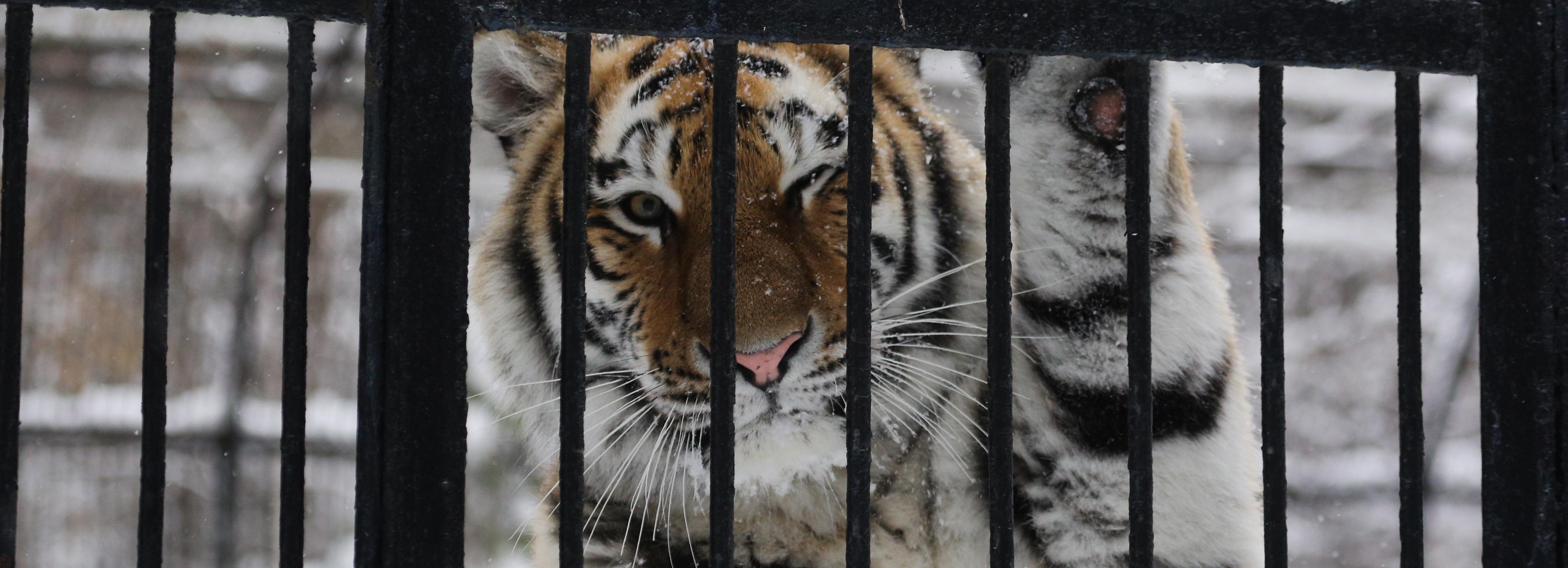 Новосибирский зоопарк до 7 ноября вдвое снизил цены на билеты
