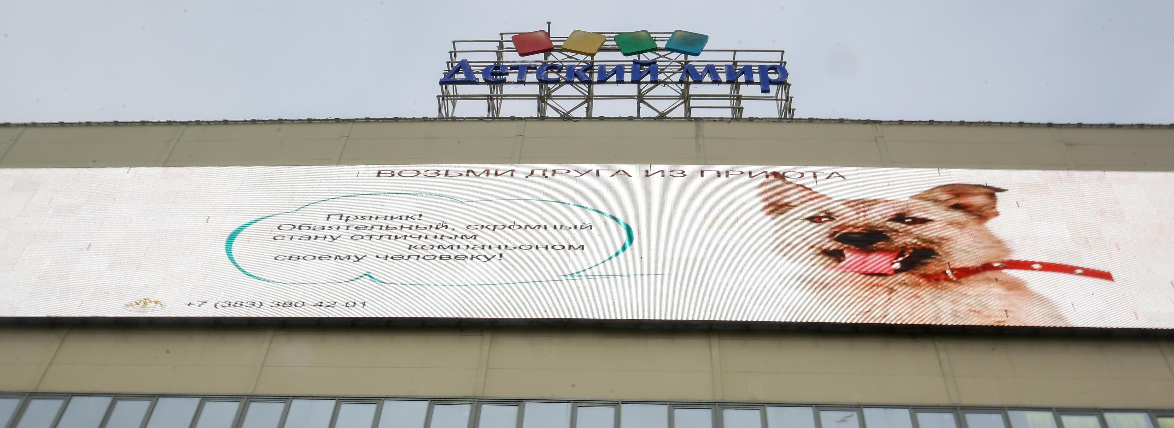 Пряник и Мандаринка ищут хозяев: милую рекламу запустили в Новосибирске