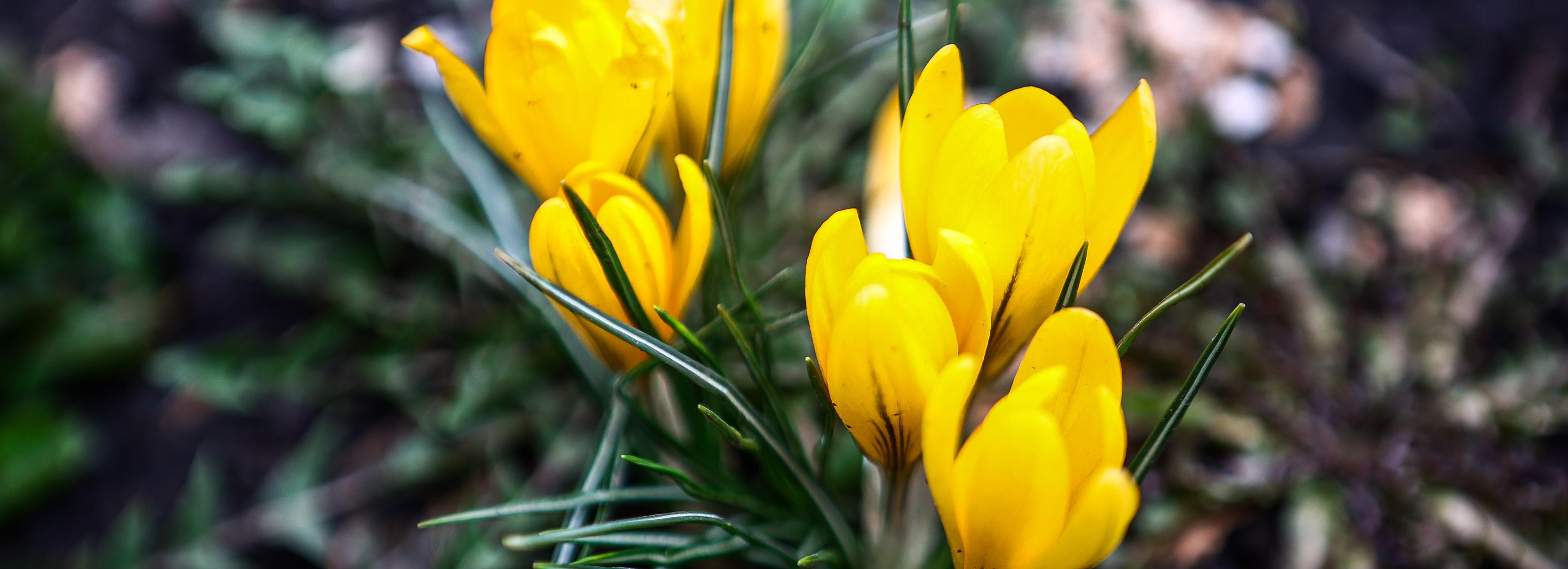 Погода в мае: День Победы в Новосибирске будет по-летнему тёплым