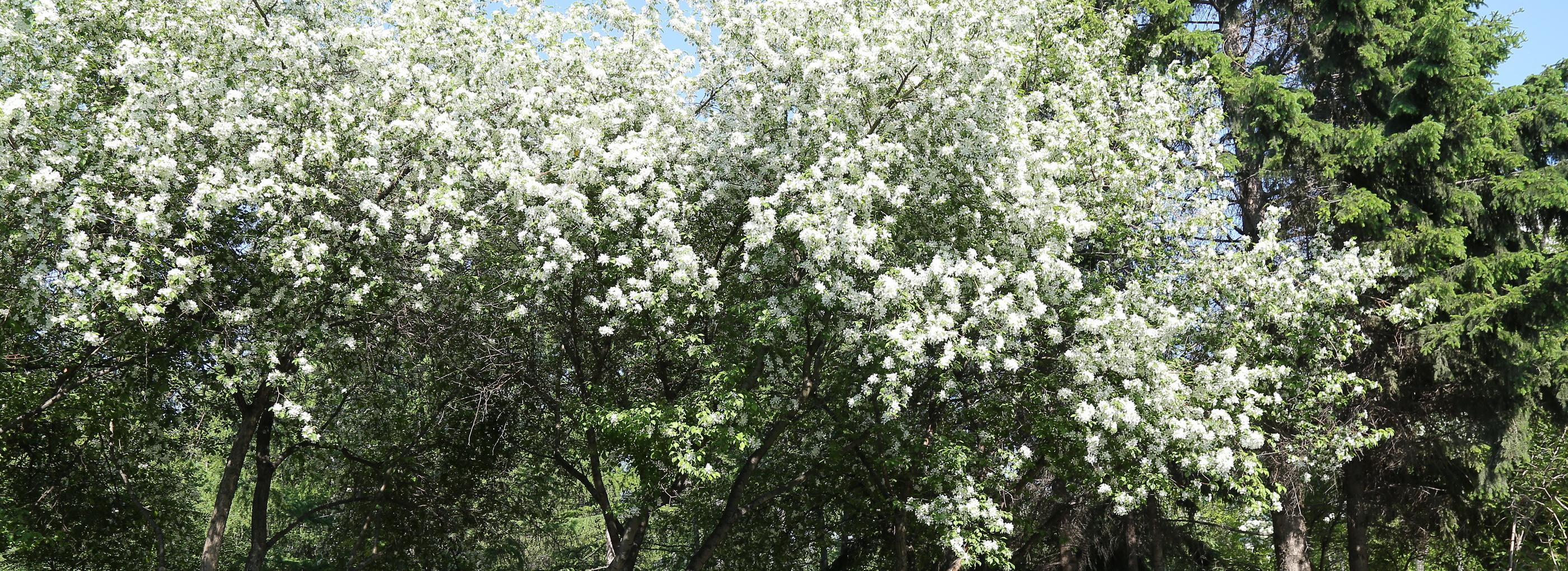 Потепление до +22 придёт в Новосибирск к выходным