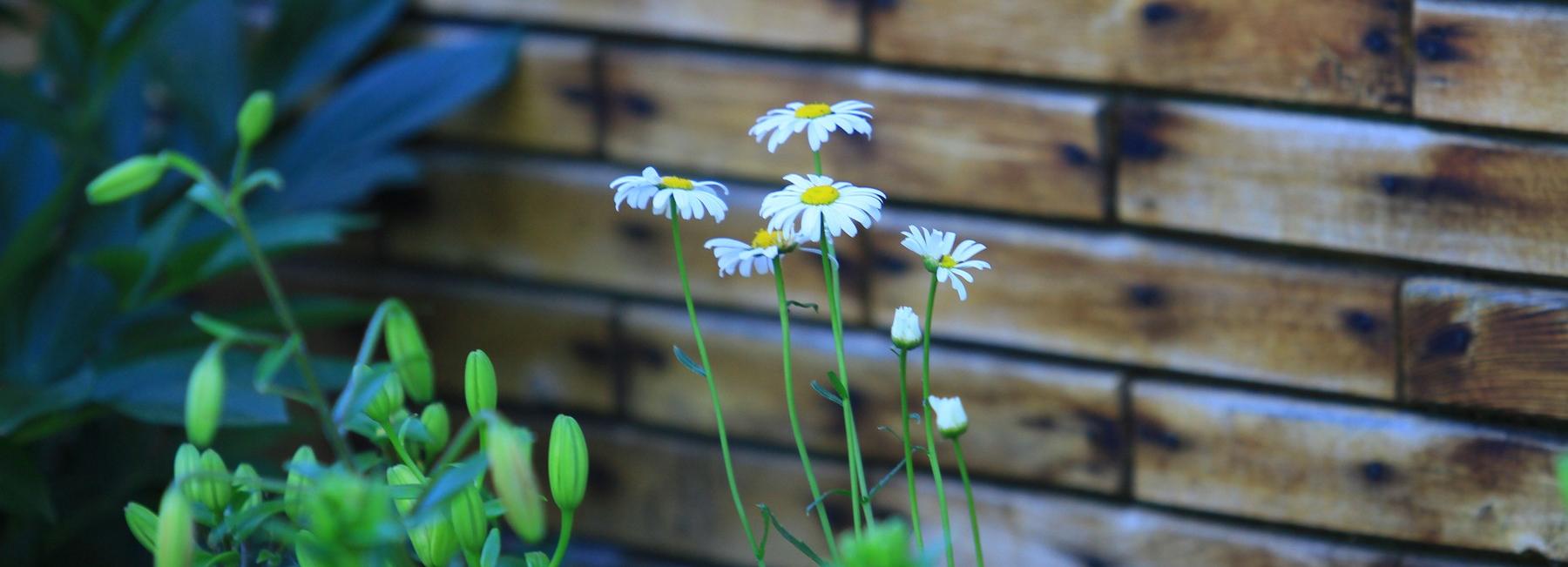 Лучшие СНТ Новосибирска нашли в Дзержинском и Октябрьском районах