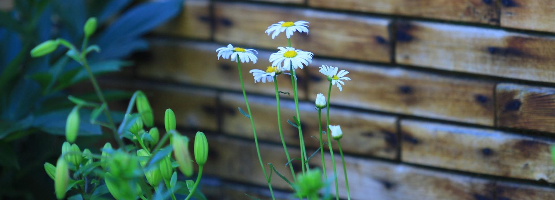 Монастырский сад с ромашками хотят разбить у храма на улице Фадеева