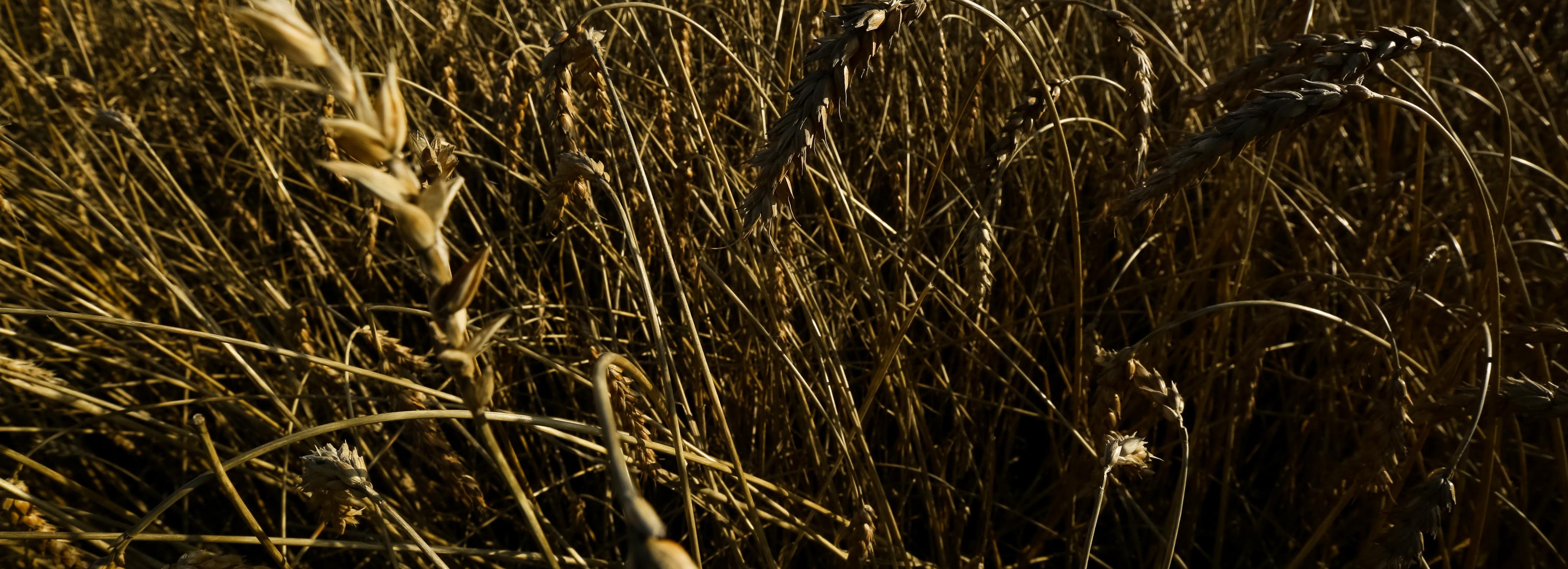 Вредная черепашка поедает пшеницу в полях под Новосибирском