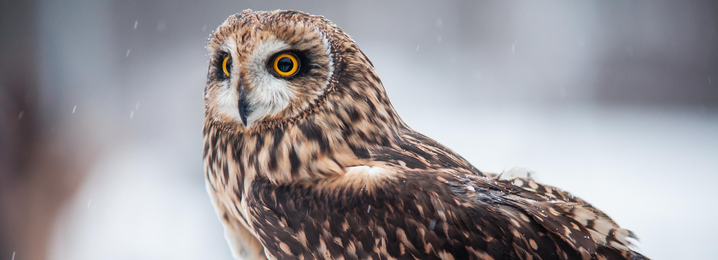 Совы с совятами заселились в самодельные домики в Сосновом бору