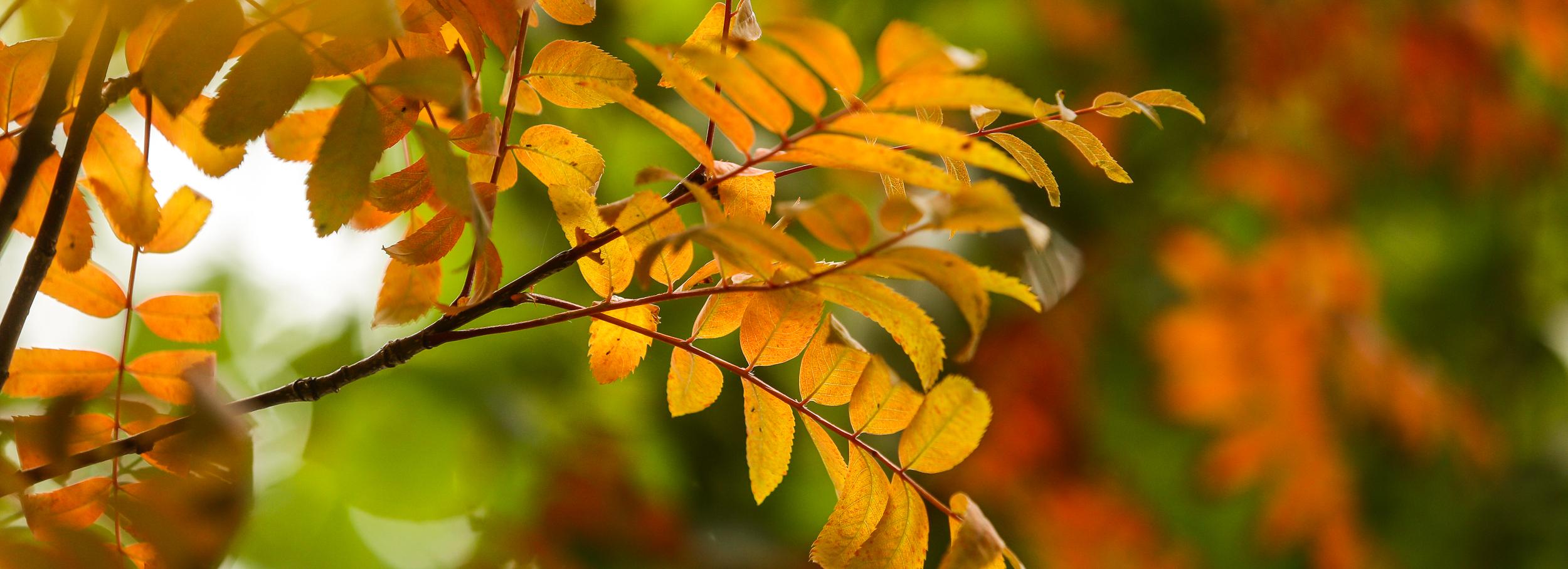 Синоптики назвали даты бабьего лета в Новосибирске