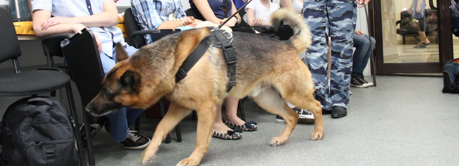 Минирования учебных заведений: спецслужбы обследуют здания