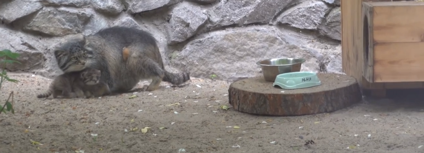 Манул Мия вывела на прогулку новое потомство — смотрим видео