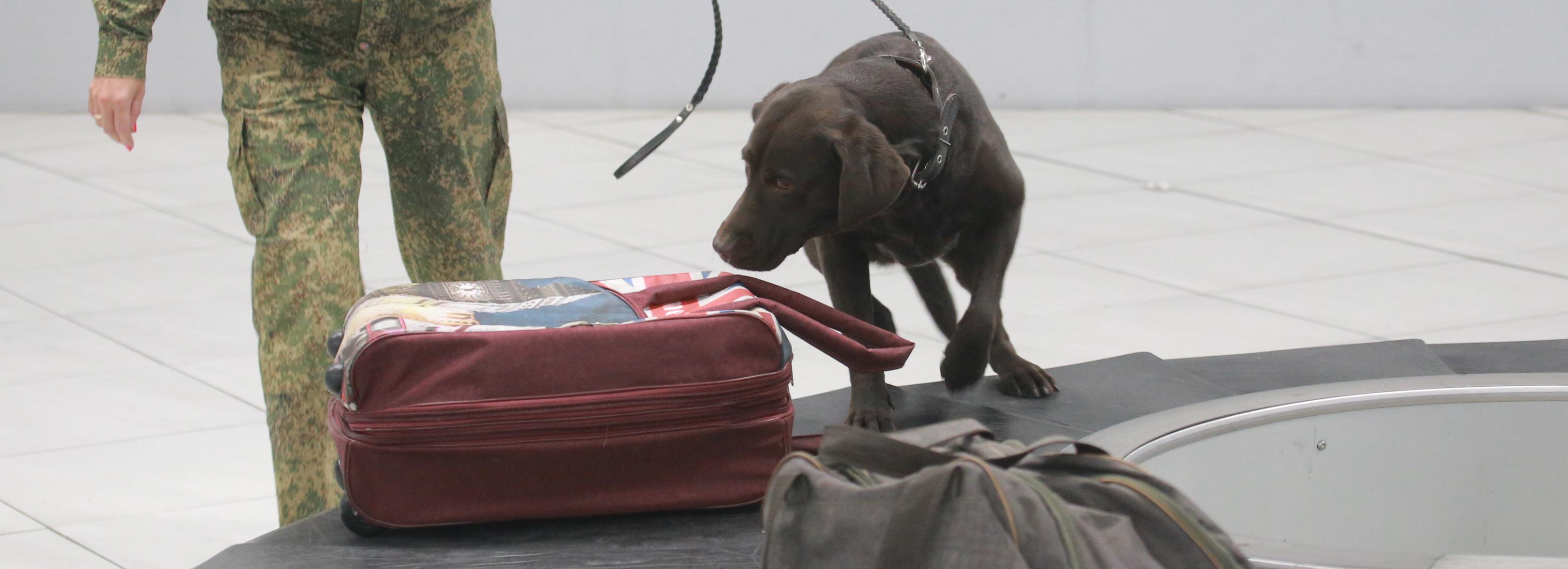 Пассажир украл чужую сумку с багажной ленты в Толмачёво
