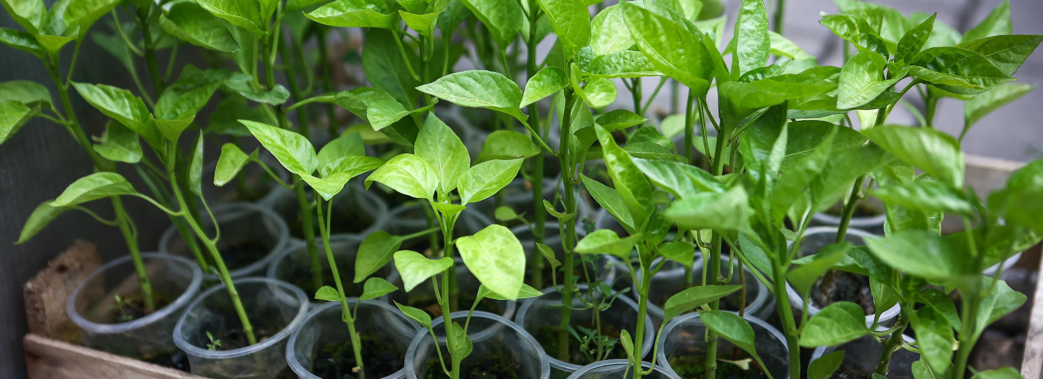 Ненужным растениям найдут новый дом в Новосибирске