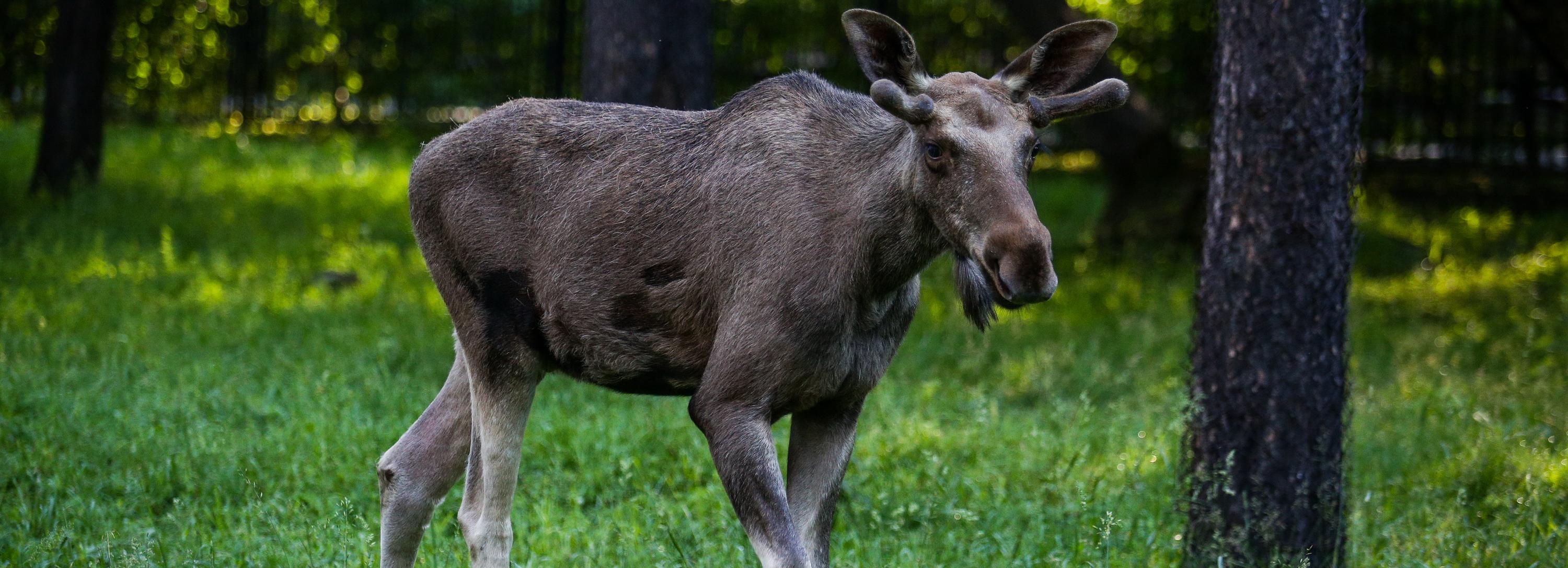 Сафари-маршрут по следам косуль и лосей запустят под Новосибирском