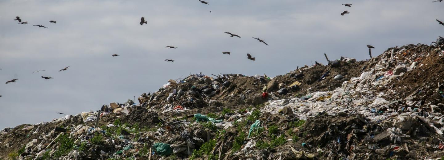 «Тело» сформировали у мусорного полигона в Пашино